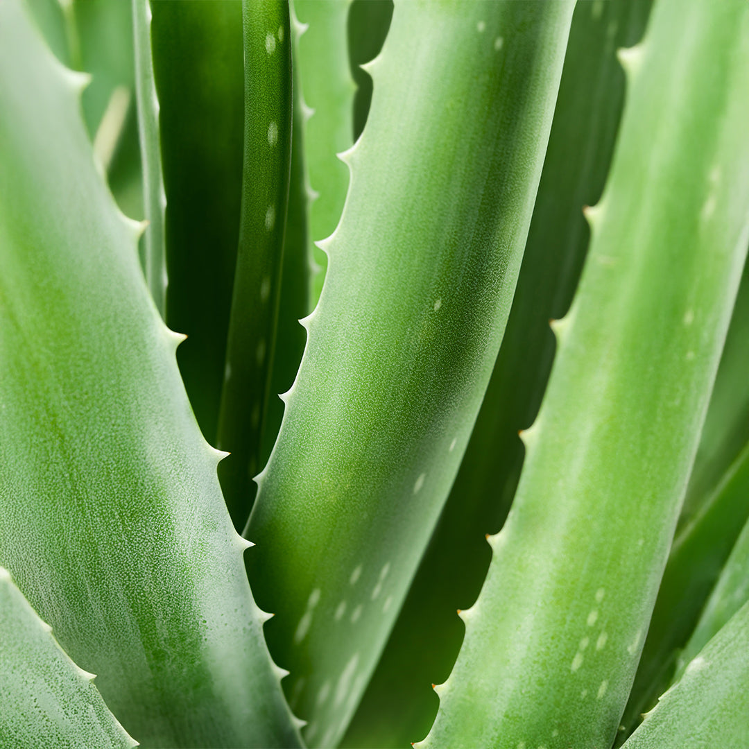 SP03B Bio Intim-Waschlotion mit Aloe Vera 260 ml - 50 ml | Angereichert mit Malve & Kamille